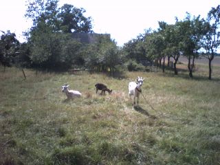 W okolicach Kijewa Królewskiego… :-)